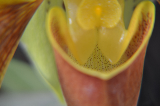 můrovec - pasťový květ