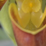 můrovec - pasťový květ