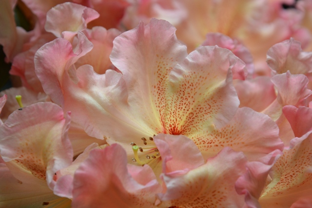 taková rhododendronová duchnička
