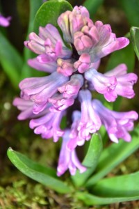 hyacint "Miss Saigon"