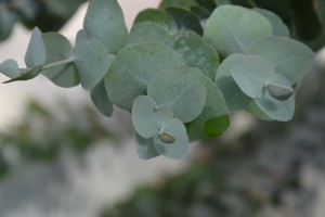 eukalyptus ve skleníku