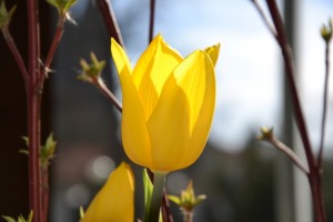 tulipán - Tulipa - foto královská zahrada, Pražský hrad