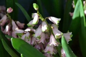 Hyacinthus Prince of love