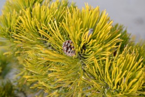 borovice kleč - Pinus mugo, žlutá forma objevená v Rumunsku