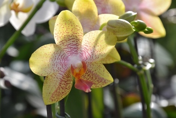 fotogalerie orchidejí
