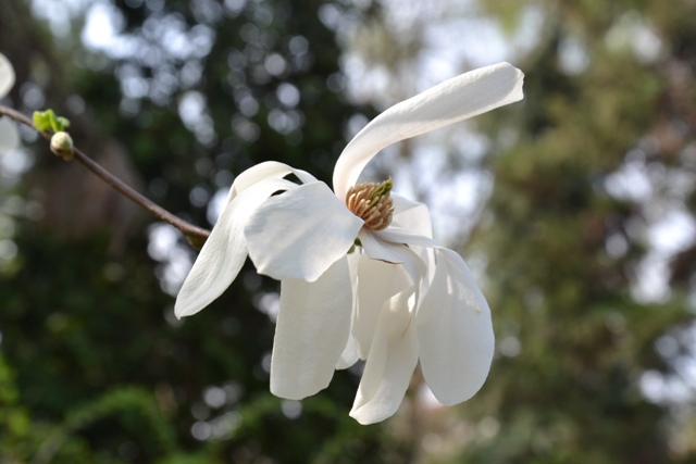 magnolia stellata, foto Botanická zahrada Na Slupi