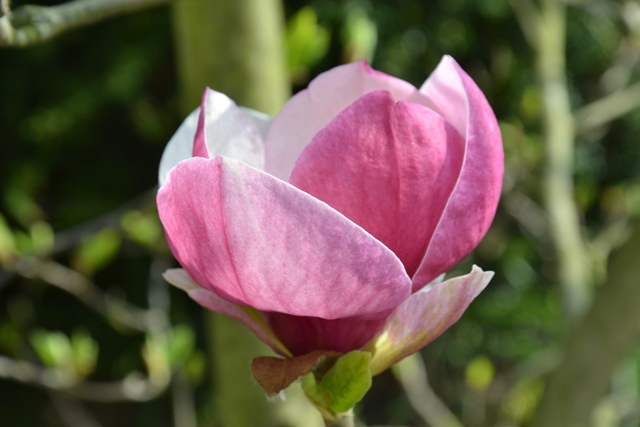 magnolie, foto Botanická zahrada Na Slupi