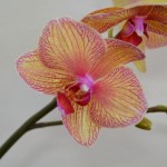 Pokojové orchideje